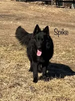 Blue, a female German Shepherd Dog for sale in Topeka, KS – 2 of 4
