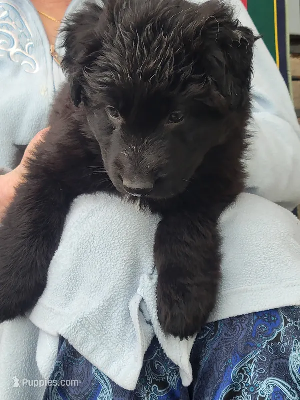 Pink – German Shepherd Dog puppy for sale in Topeka, KS