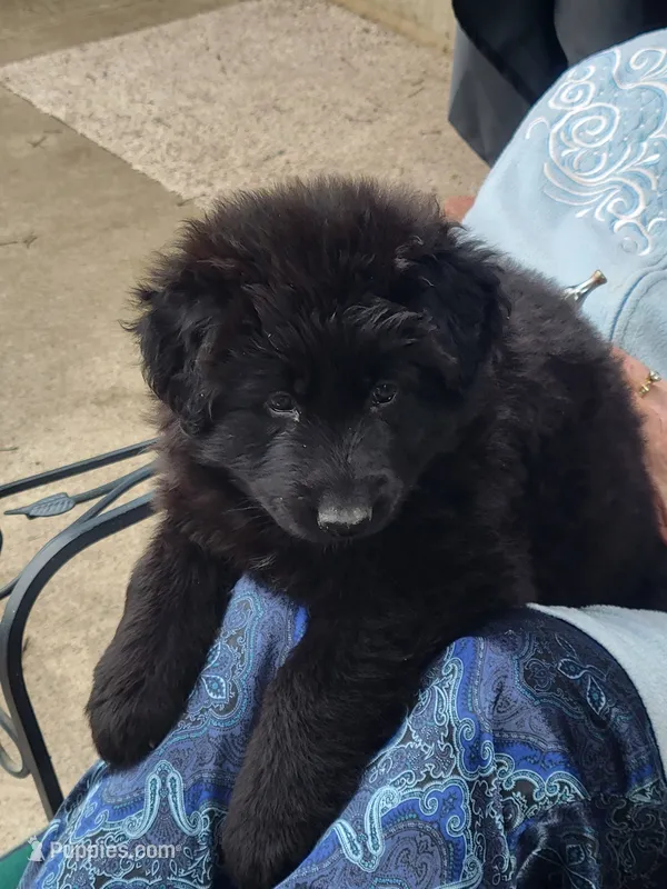 Blue – German Shepherd Dog puppy for sale in Topeka, KS