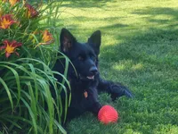 Blue, a female German Shepherd Dog for sale in Topeka, KS – 3 of 4