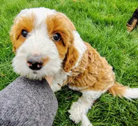 Goldilocks, a female Cavapoo and Bernedoodle for sale in Bountiful, UT – Photo 6 of 7