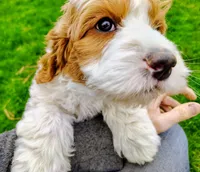 Goldilocks, a female Cavapoo and Bernedoodle for sale in Bountiful, UT – Photo 4 of 7