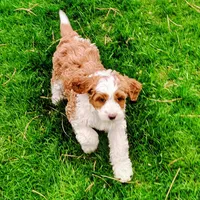 Goldilocks, a female Cavapoo and Bernedoodle for sale in Bountiful, UT – Photo 3 of 7