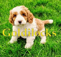 Goldilocks, a female Cavapoo and Bernedoodle for sale in Bountiful, UT – Photo 7 of 7