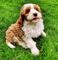 Goldilocks, a female Cavapoo and Bernedoodle for sale in Bountiful, UT – Photo 5 of 7