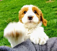 Goldilocks, a female Cavapoo and Bernedoodle for sale in Bountiful, UT – Photo 2 of 7