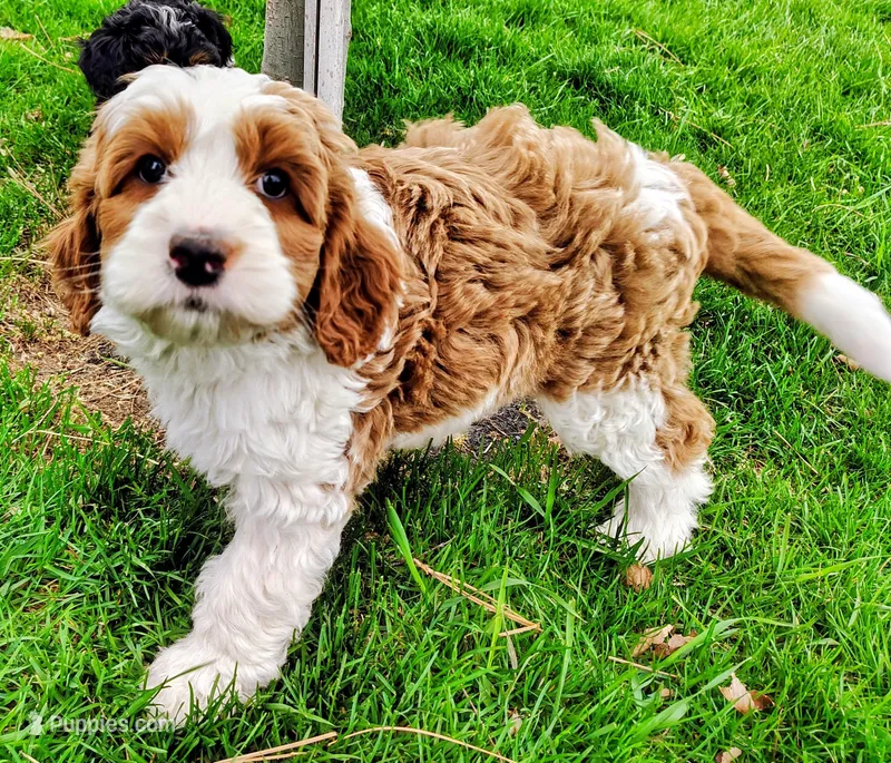 Goldilocks – Cavapoo, Bernedoodle puppy for sale in Bountiful, UT