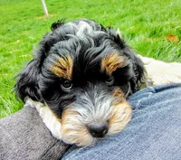 Baby, a female Cavapoo and Bernedoodle for sale in Bountiful, UT – Photo 8 of 8