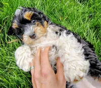 Baby, a female Cavapoo and Bernedoodle for sale in Bountiful, UT – Photo 6 of 8