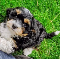 Baby, a female Cavapoo and Bernedoodle for sale in Bountiful, UT – Photo 2 of 8