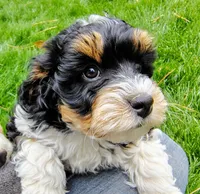 Baby, a female Cavapoo and Bernedoodle for sale in Bountiful, UT – Photo 1 of 8
