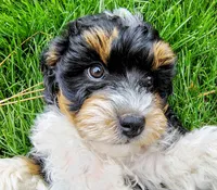 Baby, a female Cavapoo and Bernedoodle for sale in Bountiful, UT – Photo 7 of 8