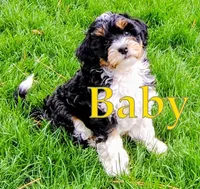 Baby, a female Cavapoo and Bernedoodle for sale in Bountiful, UT – Photo 4 of 8