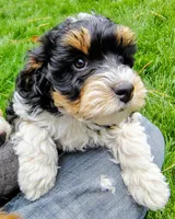 Baby, a female Cavapoo and Bernedoodle for sale in Bountiful, UT – Photo 5 of 8