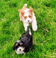 Baby, a female Cavapoo and Bernedoodle for sale in Bountiful, UT – Photo 3 of 8
