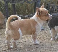 Peanut #1, a female Australian Cattle Dog and Pembroke Welsh Corgi for sale in Deer Park, WA – 2 of 7