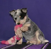 processed/89dd4884-0c14-45d2-9edf-5145f4da8bb4/listing/11d1ef5f-da6f-41f5-8c2c-dca0d8c1e5b8/34bcb779-4d23-49d8-a1aa-d5a6e0060091