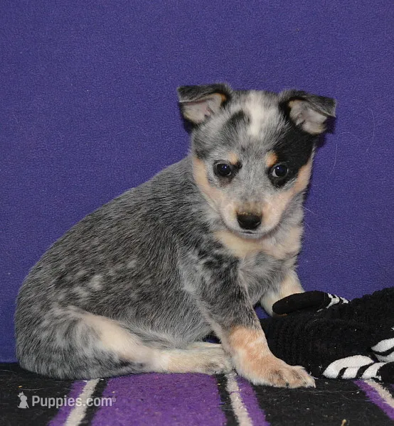Mini Blue Heeler - QT3