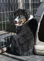 Hucklebug, a male Australian Shepherd for sale in Deer Park, WA – 2 of 9