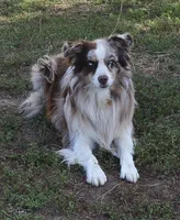 Hucklebug, a male Australian Shepherd for sale in Deer Park, WA – 8 of 9