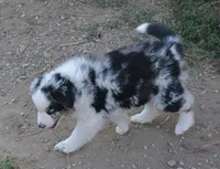 Sparkle, a female Australian Shepherd for sale in Deer Park, WA – 3 of 6