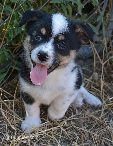 Bart – Australian Cattle Dog, Pembroke Welsh Corgi puppy for sale in Deer Park, WA