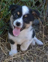 Bart, a male Australian Cattle Dog and Pembroke Welsh Corgi for sale in Deer Park, WA – 1 of 6