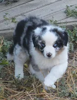 Sparkle, a female Australian Shepherd for sale in Deer Park, WA – 2 of 6
