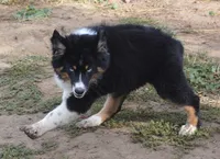 Hucklebug, a male Australian Shepherd for sale in Deer Park, WA – 6 of 9