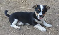 Bart, a male Australian Cattle Dog and Pembroke Welsh Corgi for sale in Deer Park, WA – 6 of 6