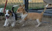 Peanut #1, a female Australian Cattle Dog and Pembroke Welsh Corgi for sale in Deer Park, WA – 5 of 7
