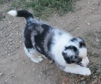 Sparkle, a female Australian Shepherd for sale in Deer Park, WA – 4 of 6