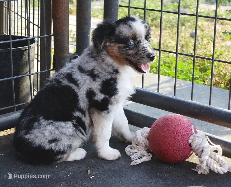 Twinkle – Australian Shepherd puppy for sale in Deer Park, WA