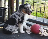 Twinkle, a female Australian Shepherd for sale in Deer Park, WA – 1 of 5