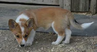 Peanut #3, a female Australian Cattle Dog and Pembroke Welsh Corgi for sale in Deer Park, WA – 2 of 3