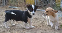 Bart, a male Australian Cattle Dog and Pembroke Welsh Corgi for sale in Deer Park, WA – 5 of 6