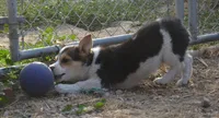 Bindi, a female Australian Cattle Dog and Pembroke Welsh Corgi for sale in Deer Park, WA – 1 of 2