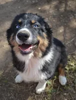 Hucklebug, a male Australian Shepherd for sale in Deer Park, WA – 3 of 9