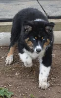 Hucklebug, a male Australian Shepherd for sale in Deer Park, WA – 5 of 9