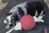 Twinkle, a female Australian Shepherd for sale in Deer Park, WA – 3 of 5