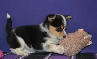 Eclair, a female Pembroke Welsh Corgi for sale in Deer Park, WA – Photo 3 of 3
