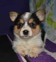 Eclair, a female Pembroke Welsh Corgi for sale in Deer Park, WA – Photo 1 of 3