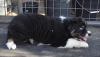 Hucklebug, a male Australian Shepherd for sale in Deer Park, WA – 6 of 6
