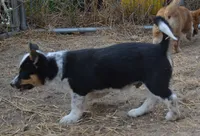 Bart, a male Australian Cattle Dog and Pembroke Welsh Corgi for sale in Deer Park, WA – 3 of 6