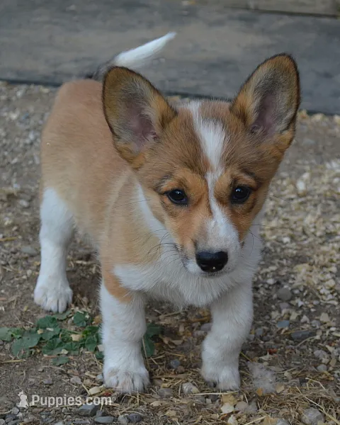 Peanut #3 – Australian Cattle Dog, Pembroke Welsh Corgi puppy for sale in Deer Park, WA