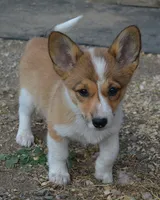 Peanut #3, a female Australian Cattle Dog and Pembroke Welsh Corgi for sale in Deer Park, WA – 1 of 3