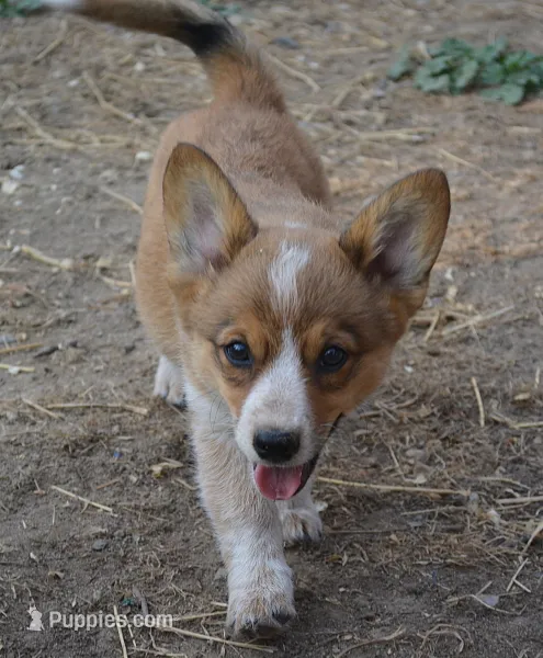 Peanut #2 – Australian Cattle Dog, Pembroke Welsh Corgi puppy for sale in Deer Park, WA