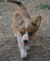 Peanut #2, a female Australian Cattle Dog and Pembroke Welsh Corgi for sale in Deer Park, WA – 1 of 4