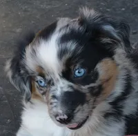 Twinkle, a female Australian Shepherd for sale in Deer Park, WA – 2 of 5