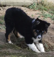 Hucklebug, a male Australian Shepherd for sale in Deer Park, WA – 4 of 9